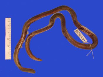 Media type: image; Herpetology A-108689